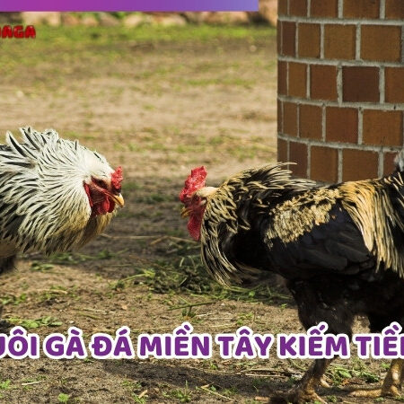 Hướng Dẫn Cách Nuôi Gà Đá Miền Tây Kiếm Tiền Tỷ Nhanh Chóng