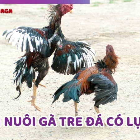 Cách Nuôi Gà Tre Đá Có Lực Đơn Giản Và Hiệu Quả Từ Cao Thủ