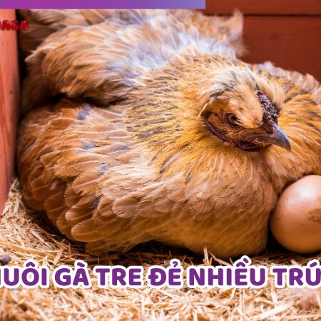Hướng Dẫn Cách Nuôi Gà Tre Đẻ Nhiều Trứng Từ Các Chuyên Gia