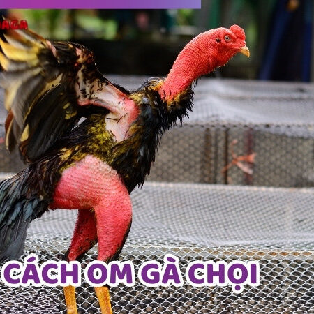 Cách Om Gà Chọi Chuẩn Xác Đảm Bảo Đạt Hiệu Quả Cao