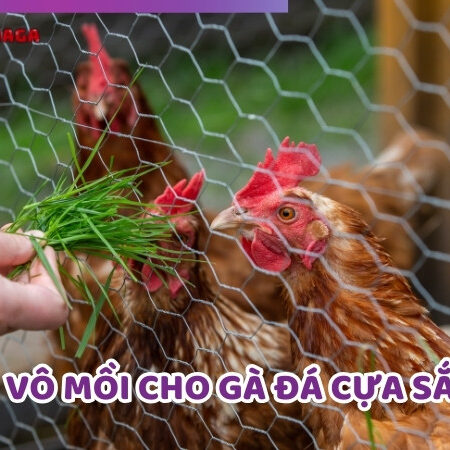 Hướng Dẫn Cách Vô Mồi Cho Gà Đá Cựa Sắt Tăng Lực Chiến
