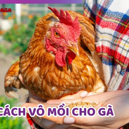 Cách Vô Mồi Cho Gà Đúng Kỹ Thuật, An Toàn Và Hiệu Quả
