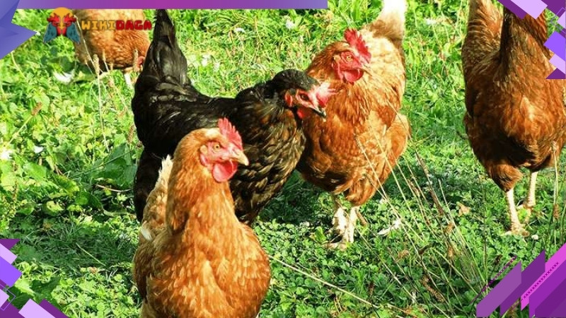 Tại sao nên cho gà ăn cây chuối