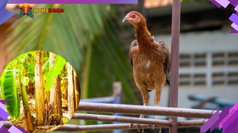 Hướng dẫn chế biến chuối cho gà