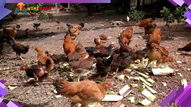 Lưu ý khi thêm cây chuối vào chế độ ăn