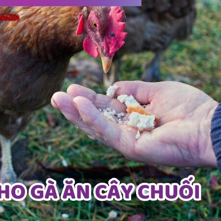 Cho Gà Ăn Cây Chuối – Hướng Dẫn Cho Gà Ăn Đúng Cách