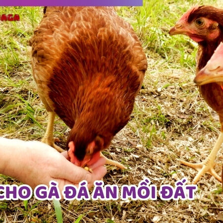 Cho Gà Đá Ăn Mối Đất – Mối Đất Có Tốt Cho Sức Khỏe Của Gà?