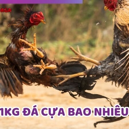 Gà 1kg Đá Cựa Bao Nhiêu? Hướng Dẫn Chọn Và Gắn Cựa Chuẩn Xác