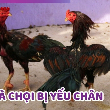 Nguyên Nhân Và Cách Khắc Phục Tình Trạng Gà Chọi Bị Yếu Chân