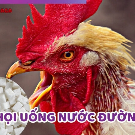 Gà Chọi Uống Nước Đường – Những Lợi Ích Không Ngờ Tới