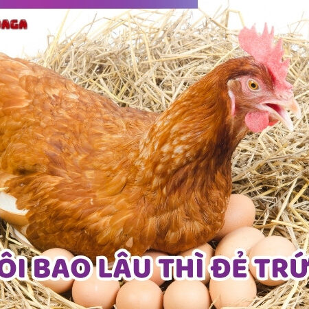 Gà Nuôi Bao Lâu Thì Đẻ Trứng Và Kinh Nghiệm Nuôi Gà Đẻ Nhiều