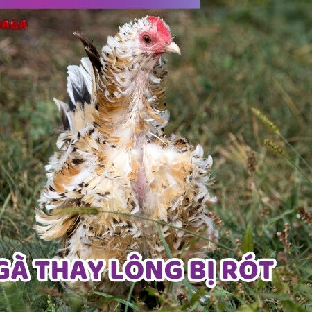 Gà Thay Lông Bị Rót Là Do Đâu? Cách Khắc Phục Hiệu Quả Nhất