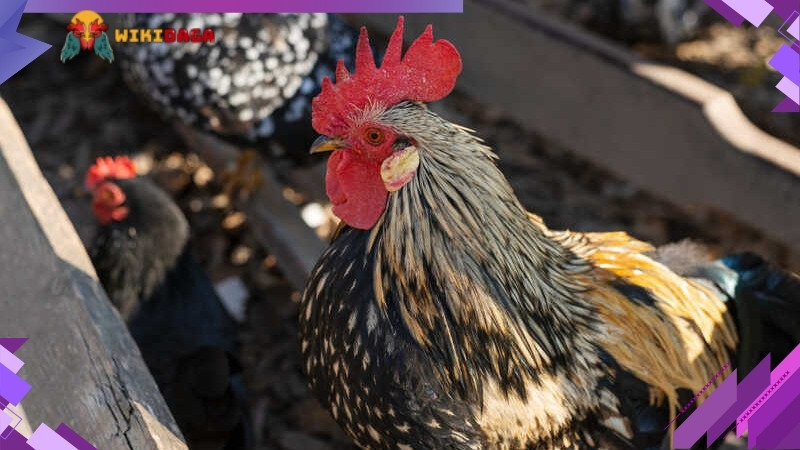 Gà thay lông chuyền là giai đoạn cần thiết để có bộ lông bóng đẹp