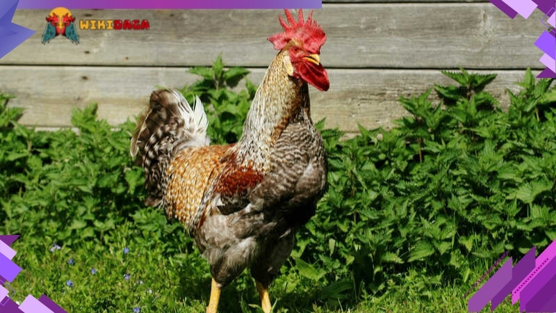 Các sư kê cần có chế độ chăm sóc và dinh dưỡng phù hợp cho gà thay lông