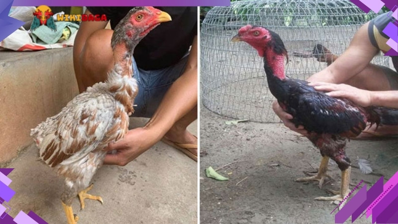 Đảm bảo chế độ dinh dưỡng trong quá trình gà thay lông chuyền