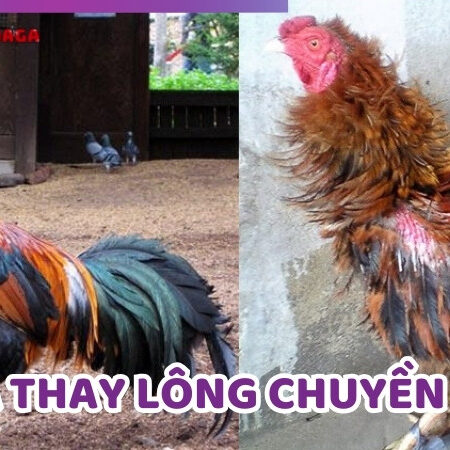 Cách Chăm Sóc Gà Thay Lông Chuyền Khoa Học Và Hiệu Quả Nhất