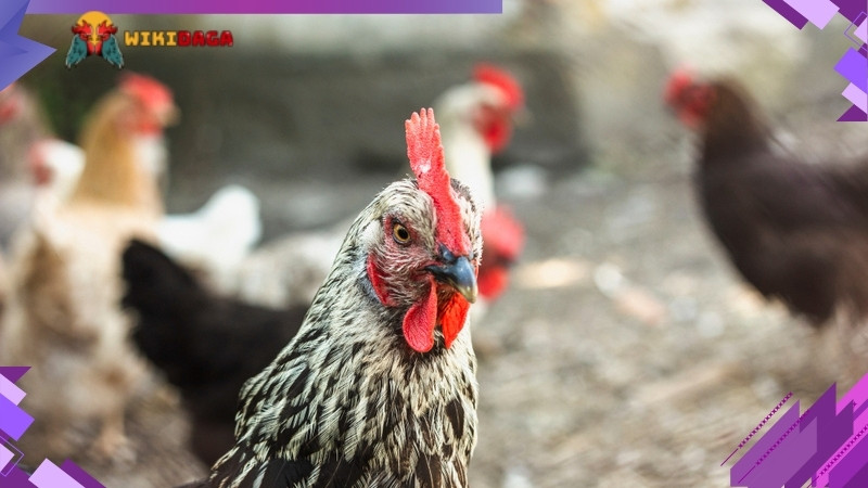 Lai gà cận huyết mang lại sự ổn định về năng suất và duy trì thuần chủng