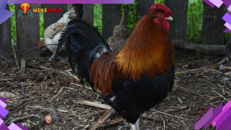 Lai gà cận huyết có khả năng gây nên các dị tật không mong muốn