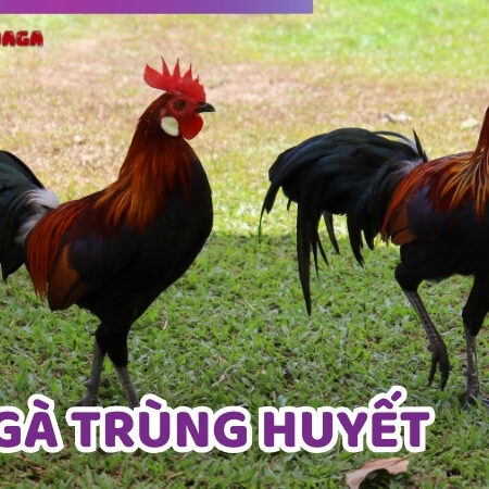 Gà Trùng Huyết Có Đá Được Không? Cách Nhân Giống Hiệu Quả