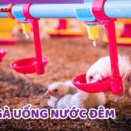 Gà Uống Nước Đêm – Công Dụng Mà Người Nuôi Gà Cần Biết