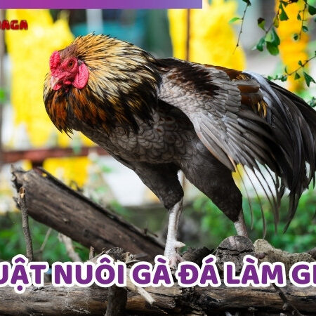 Kỹ Thuật Nuôi Gà Đá Làm Giàu Từ Các Sư Kê Hàng Đầu