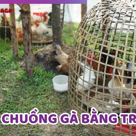 Hướng Dẫn Cách Làm Chuồng Gà Bằng Tre Tiết Kiệm Chi Phí Nhất