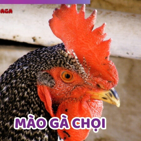 Top Những Loại Mào Gà Chọi Phổ Biến Nhất Hiện Nay