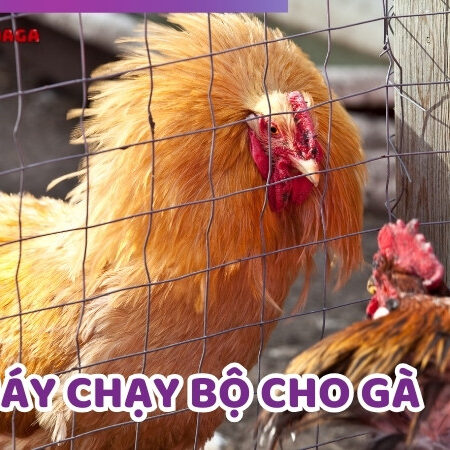 Gợi Ý Cách Làm Máy Chạy Bộ Cho Gà Miễn Phí Tại Nhà