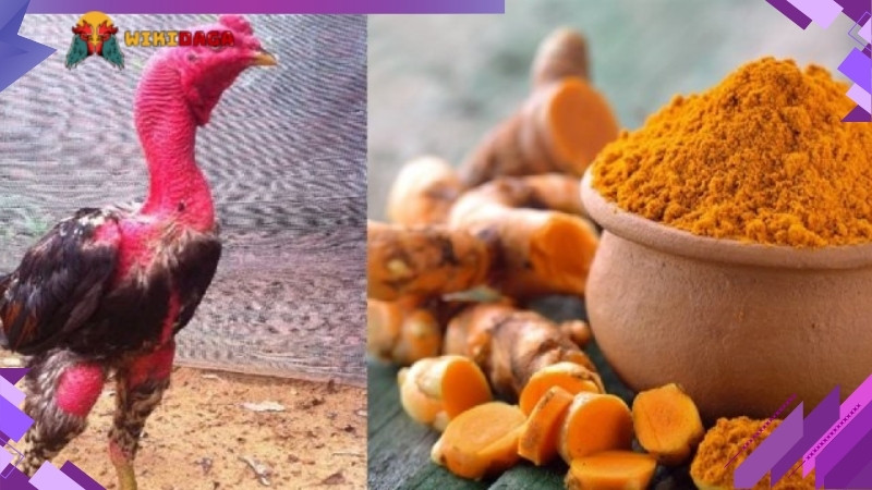 Tìm hiểu về nghệ ngâm đối với gà chọi