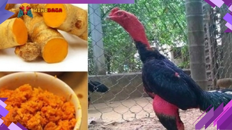 Chia sẻ mẹo ngâm nghệ cho gà chọi