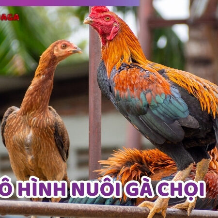 Chuyên Gia Bật Mí 4 Mô Hình Nuôi Gà Chọi Đạt Chuẩn Nhất