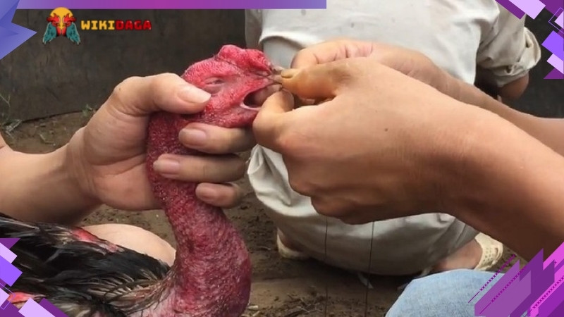 Cách mở mỏ cho gà chọi