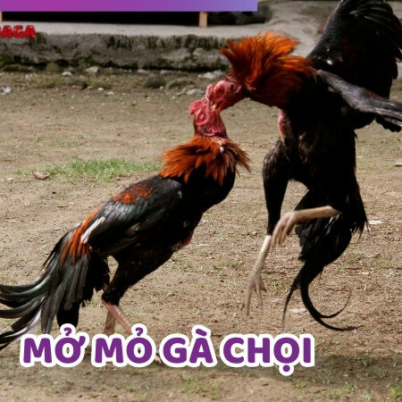 Mở Mỏ Gà Chọi Là Gì? Kỹ Thuật Mở Mỏ Gà Đúng Tiêu Chuẩn