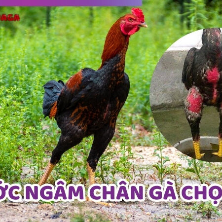 Nước Ngâm Chân Gà Chọi – Những Bài Thuốc Đơn Giản, Hiệu Quả