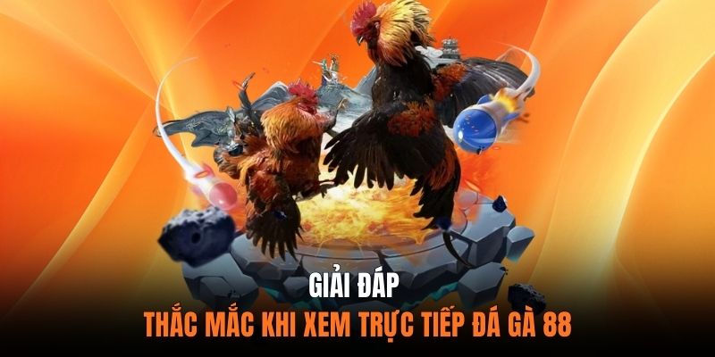 Giải Đáp Thắc Mắc Khi Xem Trực Tiếp Đá Gà 88