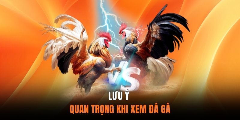 Lưu Ý Quan Trọng Khi Xem Đá Gà Trực Tiếp Thomo 88