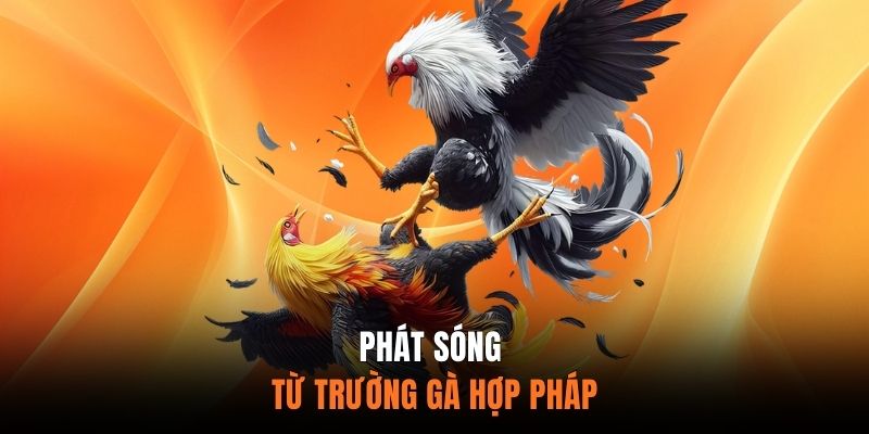 Phát Sóng Từ Trường Gà Hợp Pháp