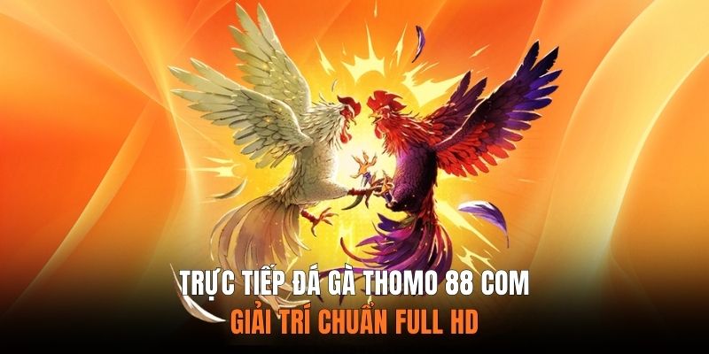 Trực Tiếp Đá Gà Thomo 88 COM - Giải Trí Chuẩn Full HD
